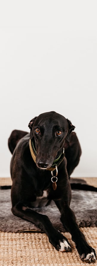 Leo the Greyhound at Tribe Chiropractic